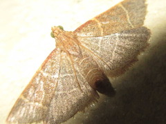Hypsopygia glaucinalis