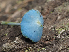 Entoloma virescens