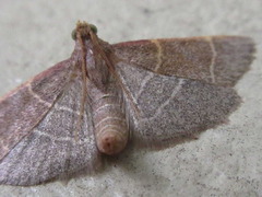 Hypsopygia glaucinalis