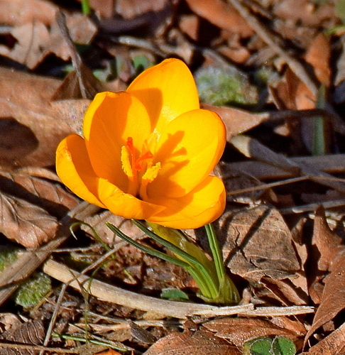 Crocus chrysanthus
