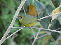 Euphonia imitans