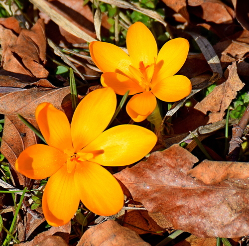 Crocus chrysanthus