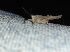 Orthoptera