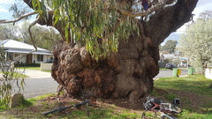 Eucalyptus bridgesiana