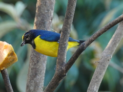 Euphonia imitans