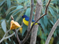 Euphonia imitans