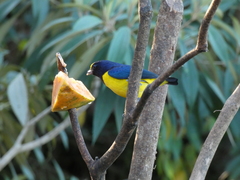 Euphonia imitans