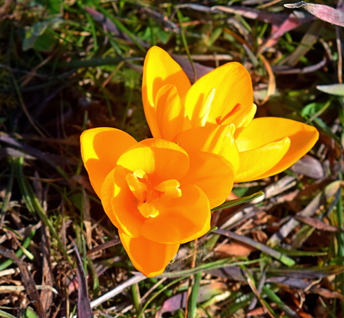 Crocus chrysanthus