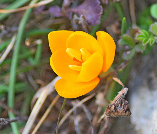 Crocus chrysanthus