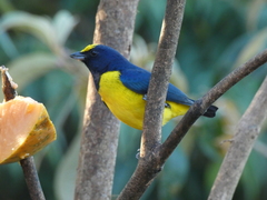 Euphonia imitans