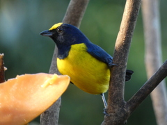 Euphonia imitans