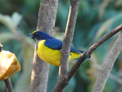 Euphonia imitans