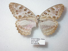 Catuna angustatum