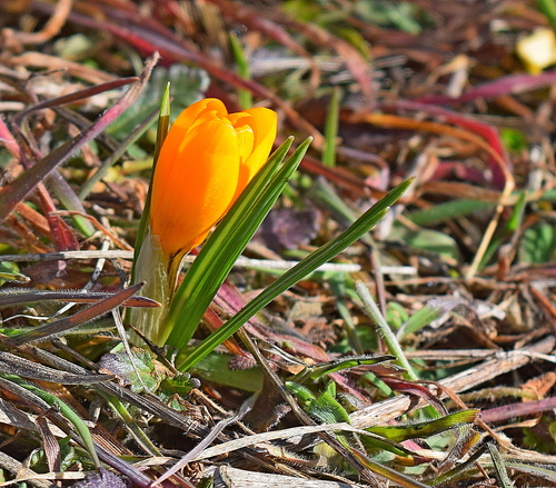 Crocus chrysanthus