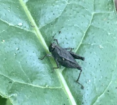 Batrachideini