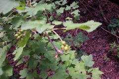 Ribes wolfii