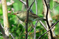 Helopsaltes ochotensis