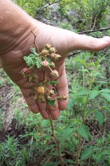 Rubus idaeus strigosus