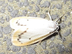 Miltochrista calamina