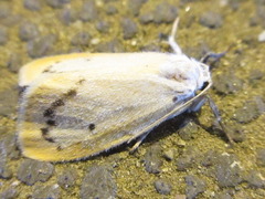 Miltochrista calamina