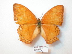 Polyura pleione