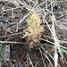 Parish Broomrape - Photo (c) madge, some rights reserved (CC BY-NC), uploaded by madge