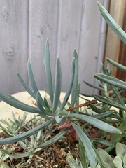 Senecio vitalis