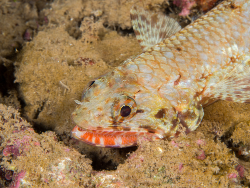 Flame lizardfish (Saurida flamma) — Synodontidae — 4