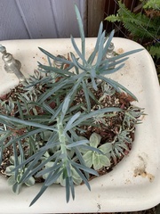 Senecio vitalis