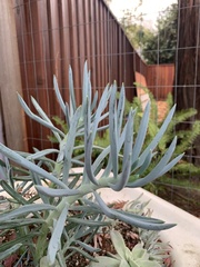 Senecio vitalis