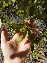 Quercus emoryi