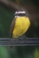 Myiozetetes cayanensis