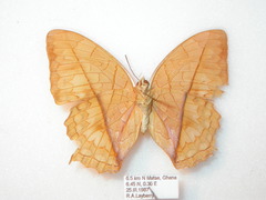 Polyura pleione