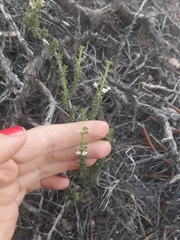 Acantholippia seriphioides