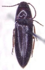 Dipropus chloropterus