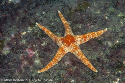 Narcissia trigonaria, 2020-12-08
