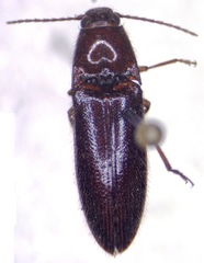 Dipropus chloropterus