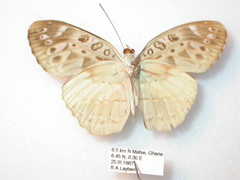 Catuna crithea