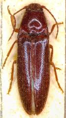 Dipropus chloropterus