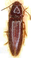 Dipropus chloropterus