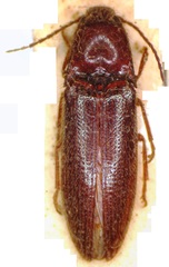 Dipropus chloropterus