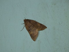 Thyas juno