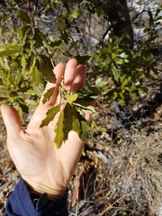 Quercus emoryi