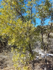 Quercus emoryi
