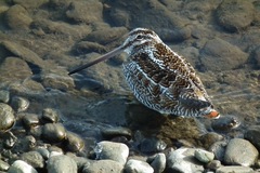 Gallinago solitaria