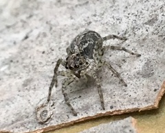 Saitis variegatus