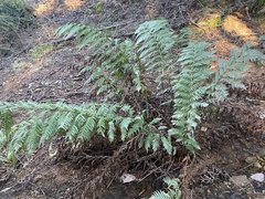 Woodwardia fimbriata image