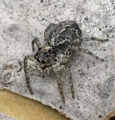 Saitis variegatus