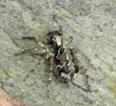 Saitis variegatus