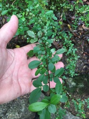 Phyllanthus microcladus